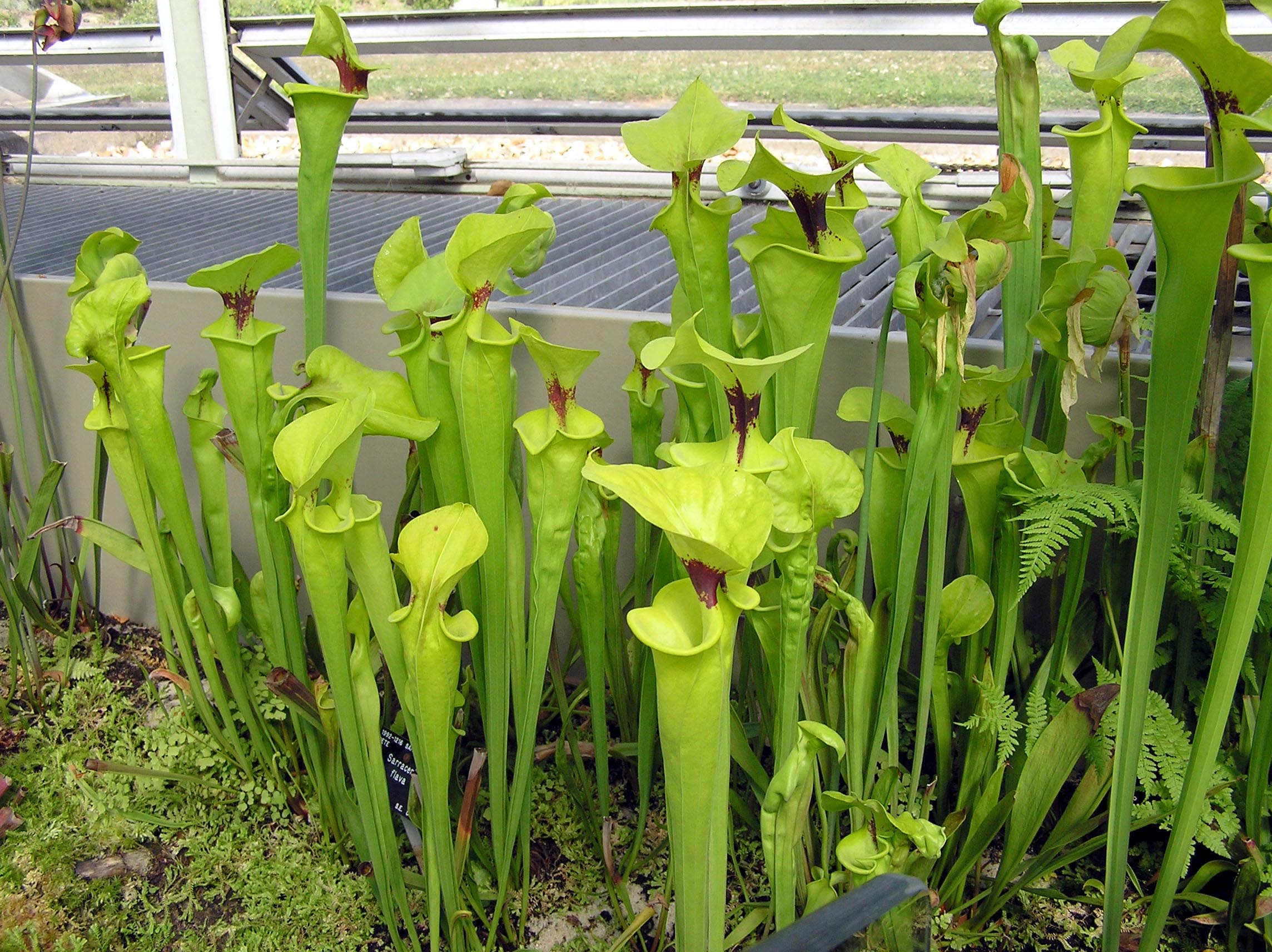 Sarracenia